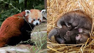 Endangered Red Panda Cubs Born in UK [upl. by Alanna]