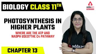 Class 11 Biology Chapter 13 Photosynthesis in Higher Plants  Where are ATP and NADPH used Class 11 [upl. by Anwahsal]