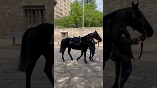 Remember the Alamo The Riderless Horse is a Symbol of the Fallen Heroes texas shorts travel [upl. by Chickie]