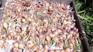 how to grow shallots [upl. by Assilym]