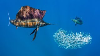 Animal Marinho MAIS RÁPIDO dos OCEANOS  Peixe espada Veleiro do Atlântico Istiophorus albicans [upl. by Leroj]