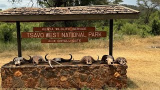 Tsavo West National Park and Kilaguni Serena Safari Lodge [upl. by Acessej]