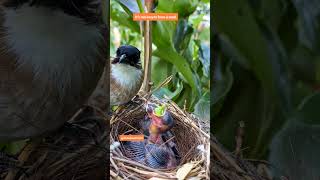 Mother bird feeding babies nature shorts birds [upl. by Krug]