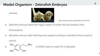 Assessing Cloves Neuroprotective Qualities in Zebrafish Embryos Induced with 6OHDA to Model PD [upl. by Odab]