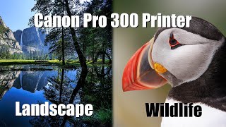 Canon Pro 300 Printer  printing and paper choice for Landscape and Wildlife prints [upl. by Lateh]