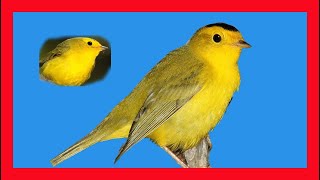 Wilsons Warbler Song Wilsons Warbler Call Sound Reinita De Wilson Canto  Cardellina Pusilla [upl. by Hughmanick909]