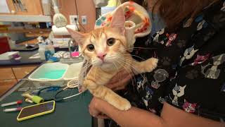 Spaying and Neutering Cats [upl. by Julian]