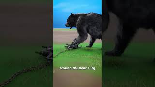 How Bear traps work 🤔 triggers viralvideo facts animals [upl. by Sallyann643]