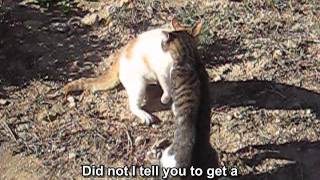 Aggressive cat defending his garden  Cat fight  Subtitle [upl. by Aniryt]