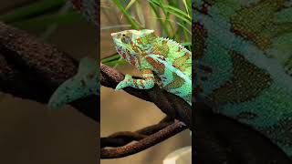 Chameleons MindBlowing Color Change in 10 Seconds [upl. by Carew67]