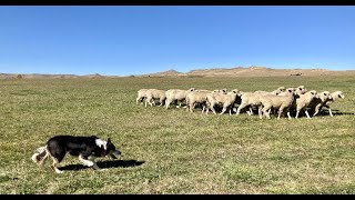 World Champion Working Dog  Quirt [upl. by Hulbert]