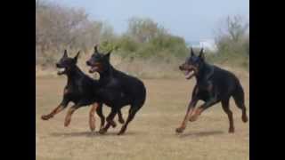 The Doberman Family 【European Doberman】 ドーベルマン親子の日常 [upl. by Harbard361]