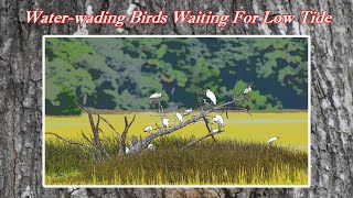 Understanding How the Tide Table Chart Works Waterwading Birds Waiting for Low Tide [upl. by Welby921]