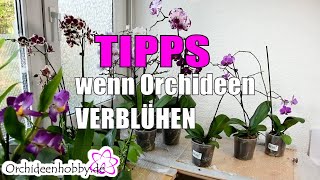 Orchidee verblüht was tun [upl. by Gaw]