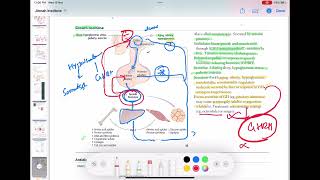 Growth Hormone physiology part 2 endocrinology 6  First Aid USMLE Step 1 in UrduHindi [upl. by Gregorius]