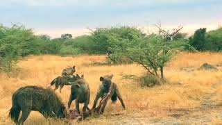 3 hyenas fight 13 wild dogs over kill [upl. by Teresa]