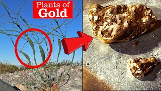 Geology of Gold  These Plants Grow Near Gold Deposits [upl. by Eirruc]