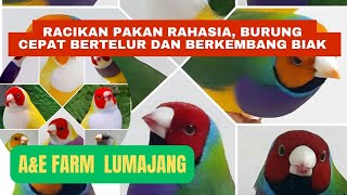 Racikan pakan burung rahasia gouldamadine serta eggfood biar burung sehat cepat berkembang biak [upl. by Sadoc]