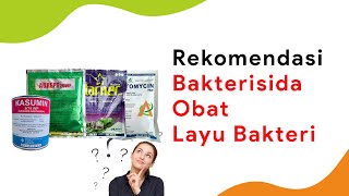 6 Bakterisida Obat Layu Bakteri Cabe Terbaik [upl. by Nylarak]