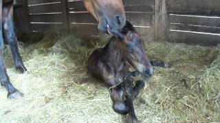 Friesian foal trying stand for the first time [upl. by Brigit]