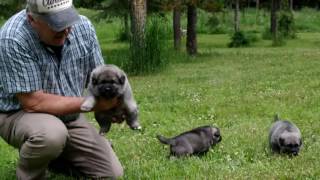 Norwegian Elkhound Puppies at 4 Weeks Old [upl. by Idna]