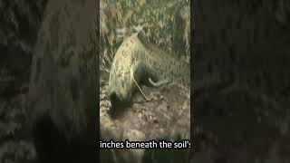 The planets coolest animals go to extreme lengths to survive  Part 3 Lungfish animals fish [upl. by Bausch]