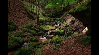 Bachlauf mit Vogelgezwitscher  forest stream [upl. by Yenobe288]