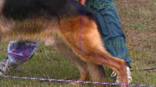 The German Shepherd Dog the German Way 1 Gait and Locomotion [upl. by Ronnica]