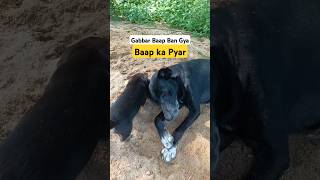 Cute Dog 🐕🐶 Gabbar with His Son  Dog Barking Sound Effect  Dog Barking Sound  shorts dog [upl. by Assiruam870]