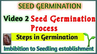 Seed Germination Process  Steps in Germination  Germination of Seed  Imbibition to Seedling [upl. by Rokach]