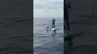 Paddleboarders Scary Encounter With a Shark [upl. by Yelyab625]