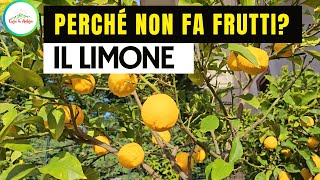 Perchè Il LIMONE NON FA FRUTTI [upl. by Eihtak]