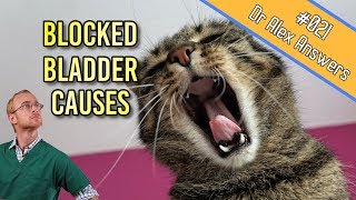 Causes of Bladder Obstruction in Cats its not just infection  Cat Health Vet Advice [upl. by Neltiac]