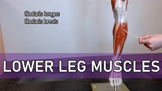 Muscles of the Lower Leg with labels [upl. by Oramug498]