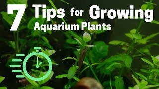 7 Tips for Growing Freshwater Plants in an Aquarium [upl. by Mendelson403]