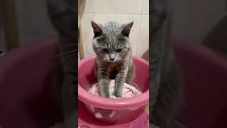 Cats help their owners wash clothes funny cat record cute animals animals’ confusing behavior [upl. by Neila]