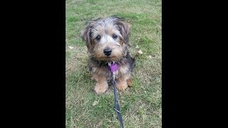 Bertie  Norfolk Terrier Puppy  3 Weeks Residential Dog Training [upl. by Taryne]