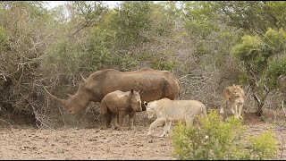 Lions hunt rhino calf [upl. by Ojela944]