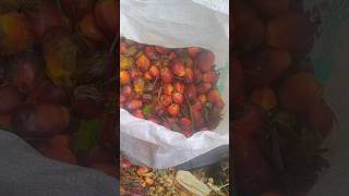 Kelapa Sawit Elaeis guineensis palmoil perkebunan [upl. by Theda]