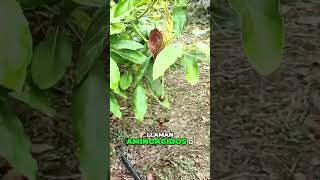 Potencia tu cultivo Beneficios de los aminoácidos y algas en la fertilización foliar [upl. by Johanan]