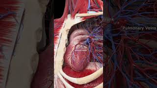 💓 The Heart and Pulmonary Blood Vessels Key Players in Circulation 💓 [upl. by Terag398]