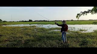 បបក់ត្រីស្រែខាំដូចមេបឹងTrumpet fish bite like the head of a lake😍💗 [upl. by Bryant]