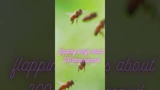 Little known facts about bees 8kanimaluniverse animals breathtakingwildlife [upl. by Enelegna]