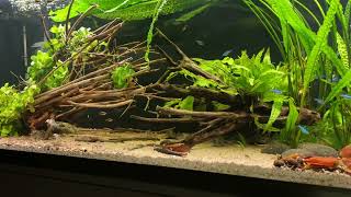 325L CorydorasTank with new TalawaWood [upl. by Chappie694]