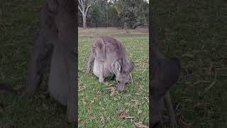 Kangaroo mother and big baby how baby get in the pouch [upl. by Arelc883]