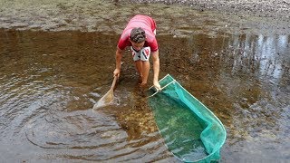 WILD CARDINAL TETRAS vs FARM RAISED FISH [upl. by Hogarth44]