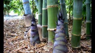 Dendrocalamus Giganteus Time Lapse 2012 [upl. by Ibot]