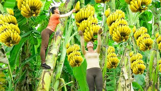 Harvesting A Lot Of Banana Goes To The Market Sell  Banana Garden  Tiểu Vân Daily Life [upl. by Novehc]