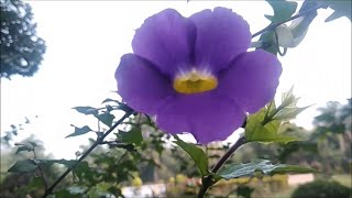 Thunbergia Erecta Purple Flower Plant [upl. by Rena]