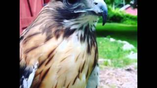 Red Tail Hawk Scream [upl. by Mak]